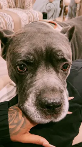 Dog Parents & Experts I need Advice. 🥹  . . .  #dogsoftiktok #dog #dogloverforever #doglover #mykid #cutedogsoftiktok #PetsOfTikTok #petlover #canecorsolove #canecorso #grief #griefjourney #doghelp 