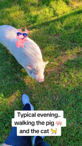 Farm stuff. Taking the pig and cat for a walk. #piggy #potbellypig #pigsoftiktok #catsoftiktok #cat #farmlife #rurallife #countrygirl 
