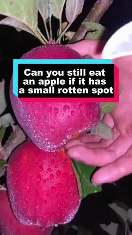 Do you think you can still eat an apple if it's a little rotten #apple #fruit #eat #rotten #food #fyp 