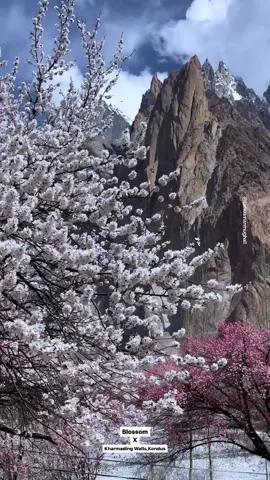 Blossom in Kondos,Ghanche Baltistan…..#pahadi #foryou #fyp #blossom #siachen #mountains 