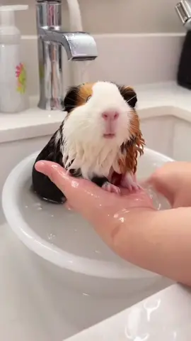 Give my cute guinea pig a bath today🥰😂😍#guineapigs #pet #fyp #funny #pettraining #cutepet #petlover 