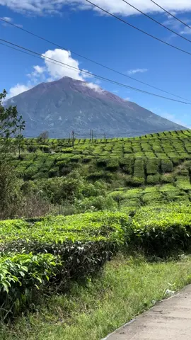 Mentahan di kebun teh Kayuaro kerinci #mentahan #airterjun #storymu #spbu #kerinci #kayuaro #gunungkerinci #kebunteh 