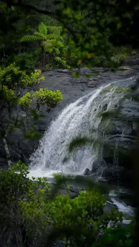 Beautiful Bakers Fall | 🇱🇰 . සුන්දර බේකර්ස් ඇල්ල | Horton plains 🍃 . #hortonplains #bakersfall #waterfalls #nature #beautiful #naturevibe #travel #travelsrilanka #nuwaraeliya #travellife #green #naturelover #foryou #fyp #viral #foryoupage 