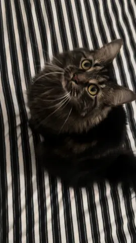 🐾🐈‍⬛ #tiktok #friends #like?share?comment?follow?🥰🙏😘 #teamwork #fyp #cats #repost 