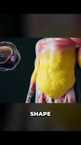 Hew Does The Body Burn Fat#3d#animatiion#weightloss #fatloss#health