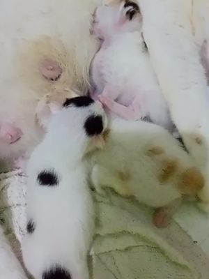 kelakuan anak anak dasar 😿 #CapCut #fypシ゚viral #4u #fyp #cattok #catsoftiktok #viral #kucing #kucingtiktok #kucinglucu #kucinggemoy #cats #catlovers 