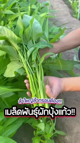-ผักบุ้งแก้วลำกรอบ ถามหากันเยอะมากวันนี้เอามาลงเพิ่มให้เเล้วจ้า ลำใหญ่ๆกรอบๆแบบนี้ ปลูกก็ง่ายโตเร็วทันขายส่งตลาดแน่นอน ขายดีจนตลาดแตกต้องพันธุ์นี้เท่านั้น