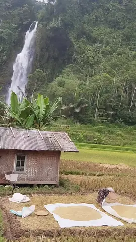 suasana pedesaan yang masih asri, ti'is ceuli herang mata teh asli ieu mah 😅 📌 curug kubang padasuka cianjur selatan #curug#curugkubang#viral#fyp #suasanapedesaan #cianjurselatan 