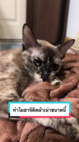 ฮาจิทิ้งแม่ไปรักผ้าเน่าเเล้ว 🥹💦ลืมหมดความรักที่เคยมีให้กัน 😂 ใครรู้สาเหตุบ้าง !! #CapCut #tiktokสัตว์เลี้ยง #hajicat8 #catsoftiktok #hungryhaji #แมวน่ารัก 