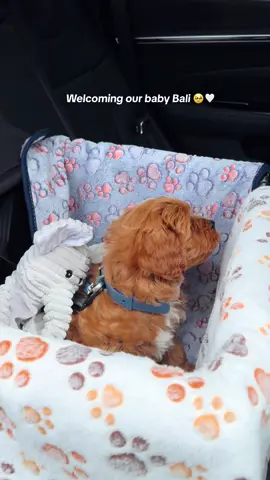 Everyone meet BALI 🐶🤎 our 8 week old cavapoo #puppy #cavapoo #cavapoopuppy #cavapoosoftiktok #puppytiktok #puppylife #puppylove #fyp #boypuppy 