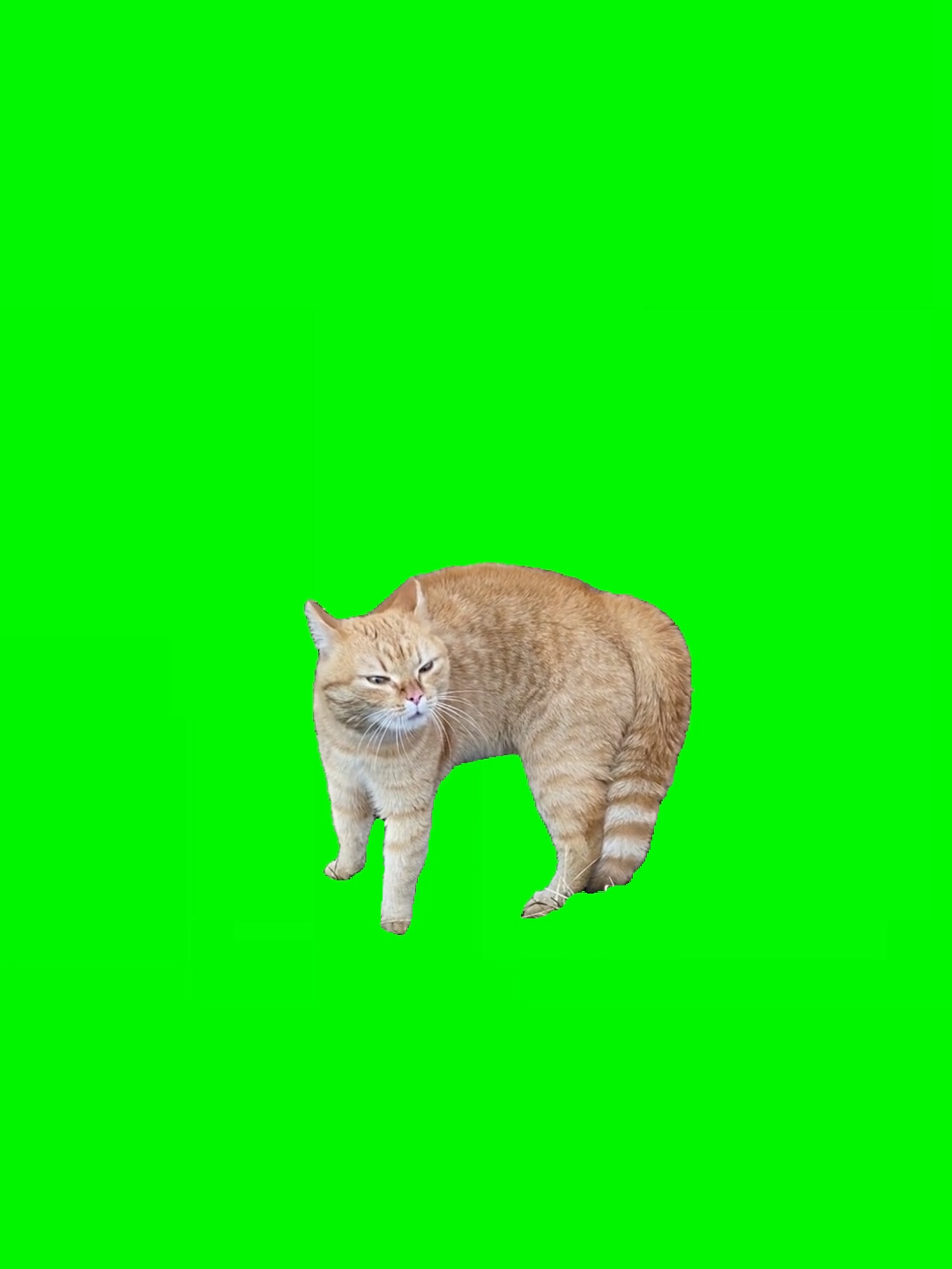 Meow number 12 (Cat in the forest) green screen #catsong#catmusic#greenscreen#meow#meme#kitty#fyp#fypシ #catsoftiktok