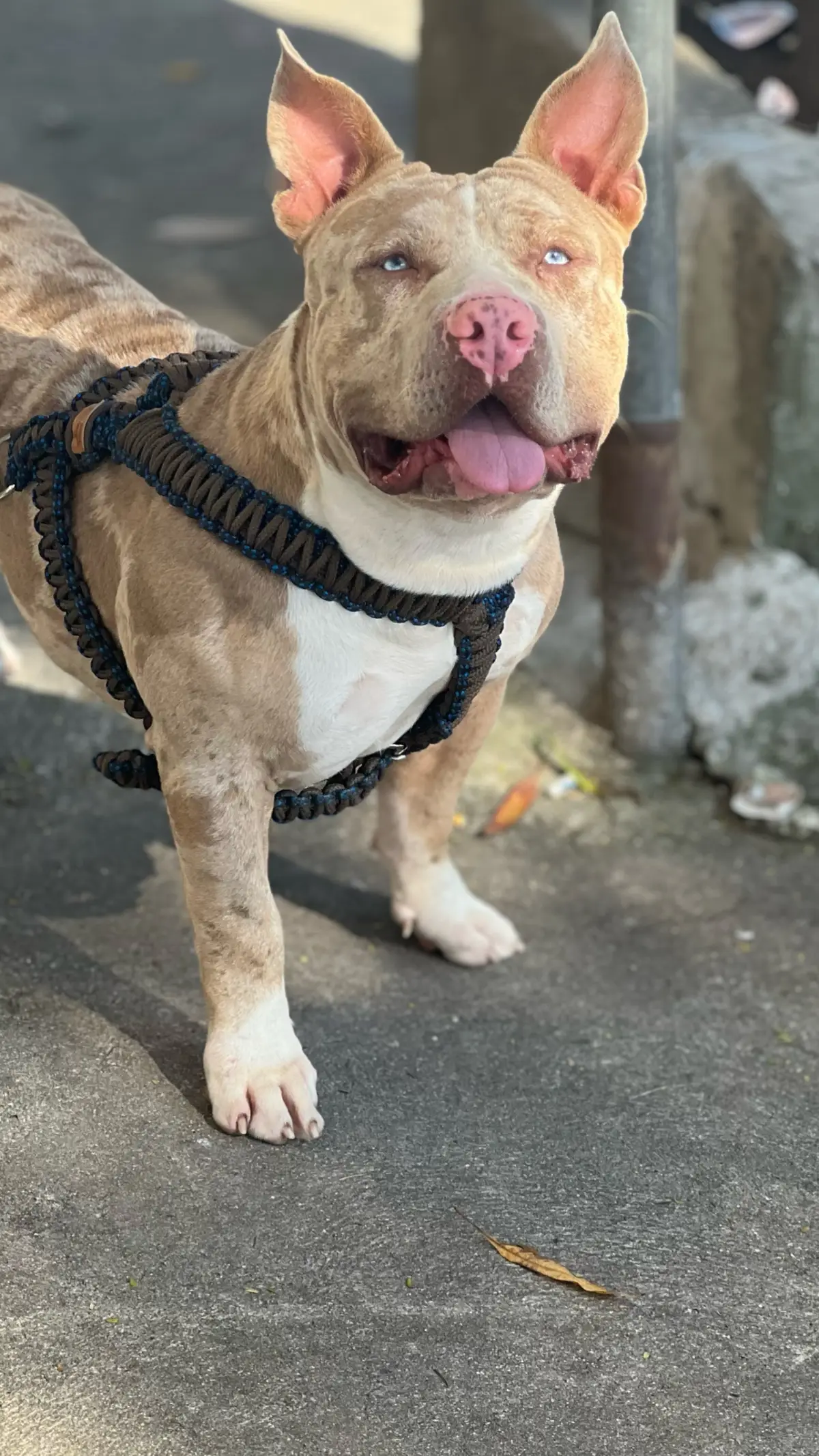 Apollo  #pitmonster #americanbully #cachorro #pitbull #retrato #fotografia 