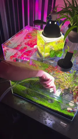 #cleaning #my #fishtank 
