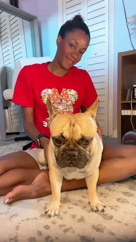 Deshed my frenchie with me using my Homeika Pet Grooming Kit! #tiktokshop #tiktokshopping #pets #petgrooming #petgroomingkit #deshedding #frenchie 