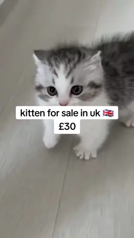 cat for sale in uk 🇬🇧 london #foryou #kitten #for #sale #CuteKittens #kittenlife #fyp #foryoupage #viral #meowoutloud #AdoptDontShop 