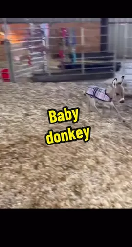 Baby donkey #fyp #foryou #animals #amazing 