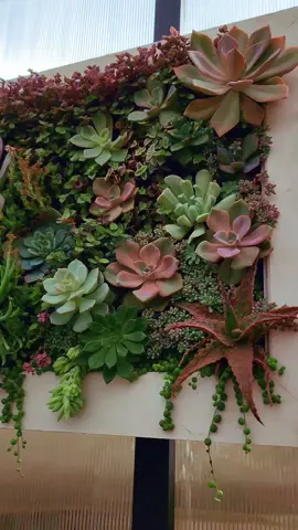 cuadro vivo  #suculentas #suculentasycactus  #suculentaschile🇨🇱 #suculentasycactus #suculenta #plants #plantas #cuadros #decoration 