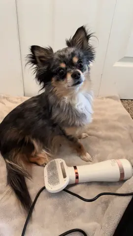 Dog Grooming Hair Dryer Slicker Brush 2 in 1. #dog #PetsOfTikTok #dogsoftiktok #happydog #dogproductsandservices @geooroodlife #geoorood #geooroodpet #DogGroomingVacuum #fyp #ekspresikandengancapcut/ @geooroodlife #PetDryer #PetDryerComb #HairDryerComb #fyp #ekspresikandengancapcut @Geoorood pet 