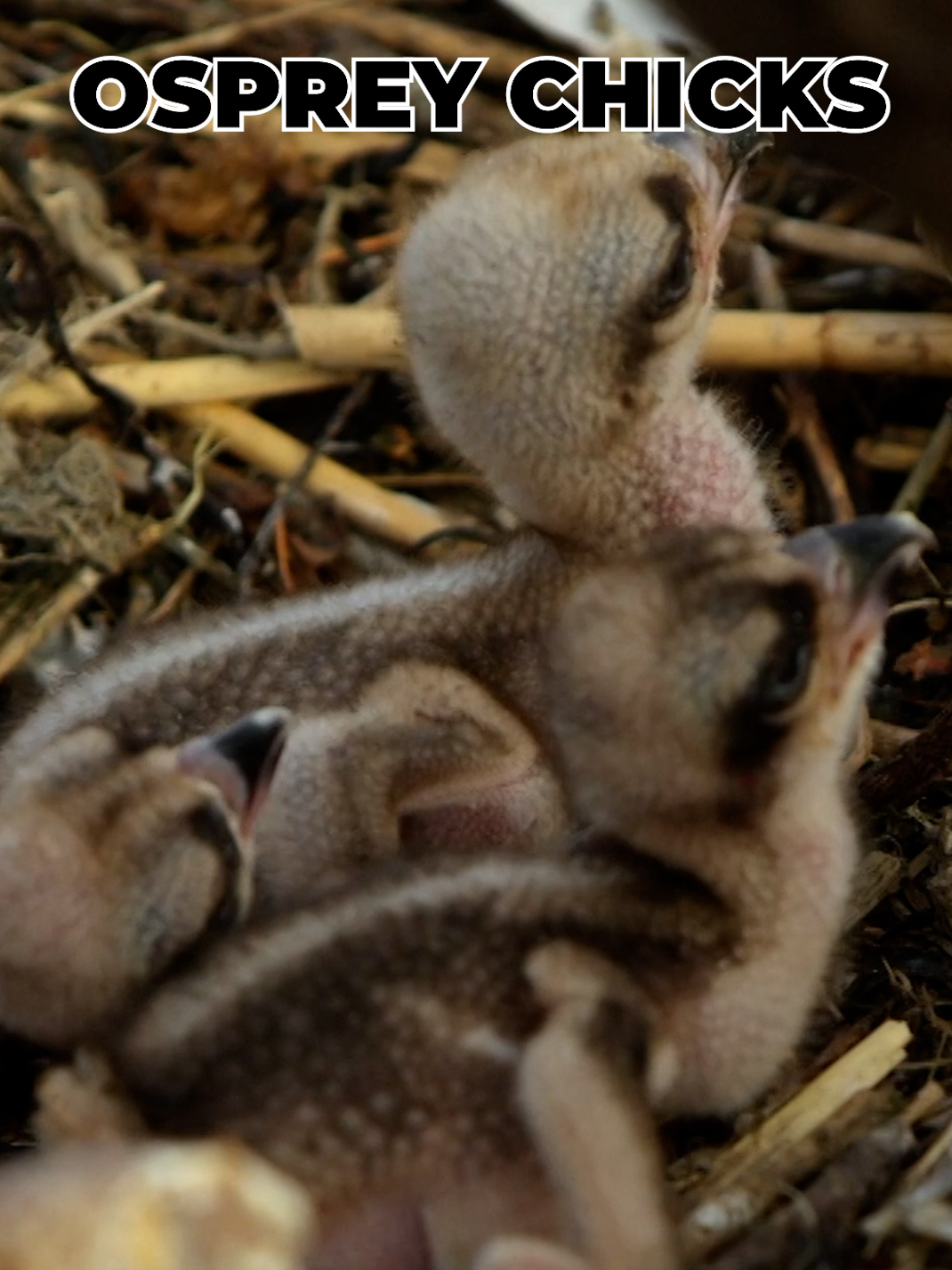 What it's like to grow up with two older sisters... #ospreys #NatureDocumentary #Siblings #familytime #raptor