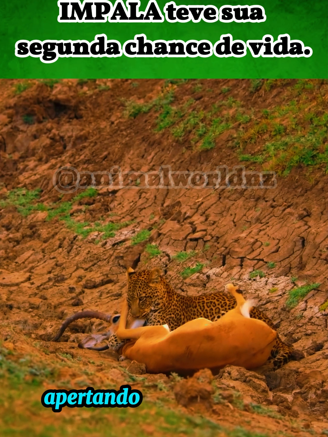 Leopardo vs Impala vs Hiena #animal #animalselvagem #animalplanet #leopardo #hiena #impala #animalworld #natureza #fauna #documentario #wildlife #wild
