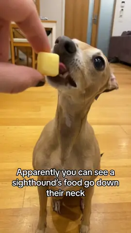 Wasnt expecting it to be so obvious 😭 #italiangreyhound #iggytok #sighthound #dogsoftiktok #fypシ 