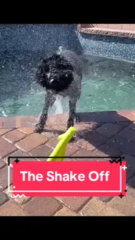 🐾A dog might shake off to remove excess water, dirt, or other debris from their fur. This helps them dry quickly and stay clean.  💡Did you know that a dog shake off can also be a way to relieve stress, tension, and excitment? 🐕‍🦺I find dog body language so interesting.  #dogbodylanguage #shakeoff #DogTraining #servicedog #chronicillness 