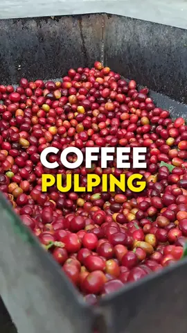 proses pengkupasan kulit terluar dari cherry kopi (PULPING). . #gayocoffee #coffeeshop #specialtycoffee #coffeetiktok #kopigayo #gayo #fyp 