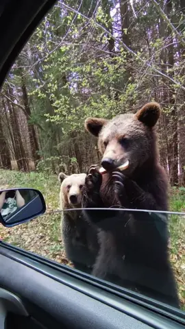 Drive-thru but the cashier is a bear! 🐻💸 What's the weirdest thing you’d order? @Andreea Fiodorov 📸 #fyp #wildlife #funny #bear #driveThru #trending #bearsofTikTok #funnyanimals #Foodie #viral #comedy #wildlife #driveThruChallenge #fyp #trending