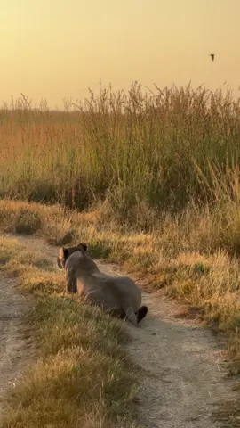 One of the greatest sounds in all the world! #lion #roaring #sound #wild #africa #safari #fyp #follow #tiktok #reels #closeup #amazing #ivancarter #video #animals 