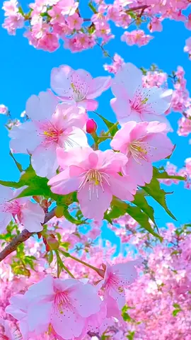 #flowers #xh #xhtiktok #xuhuongtiktok 