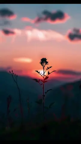 Masha Allah, my God's creation is so beautiful#capcut #tiktok #bangladesh #fyp #foryou 