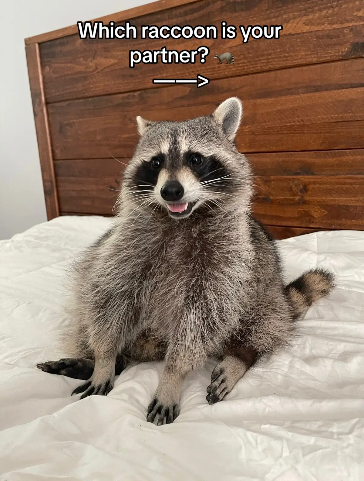 Tag your partner in the comments #raccoonsoftiktok 