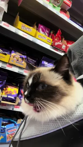 #Ragdoll #cat #foryoupage #fyp #shopping #catsoftiktok #cattok 