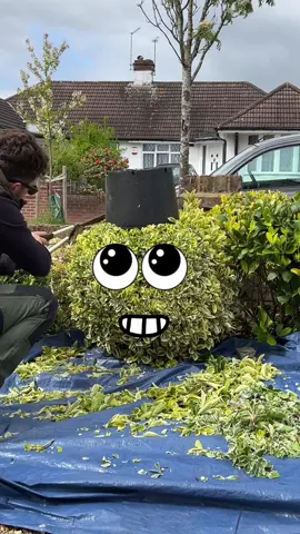 How does he do it. 🤣 trimming the perfect trim with a bucket. its rather satisfying but it does nothing , all for a bit of fun,  #satisfying #gardening #trimming #shapes #how #impressive #satisfyingvideo    #plants #perfect #gardening  #trasformation #topiary #bucket #trim #shears #tools 