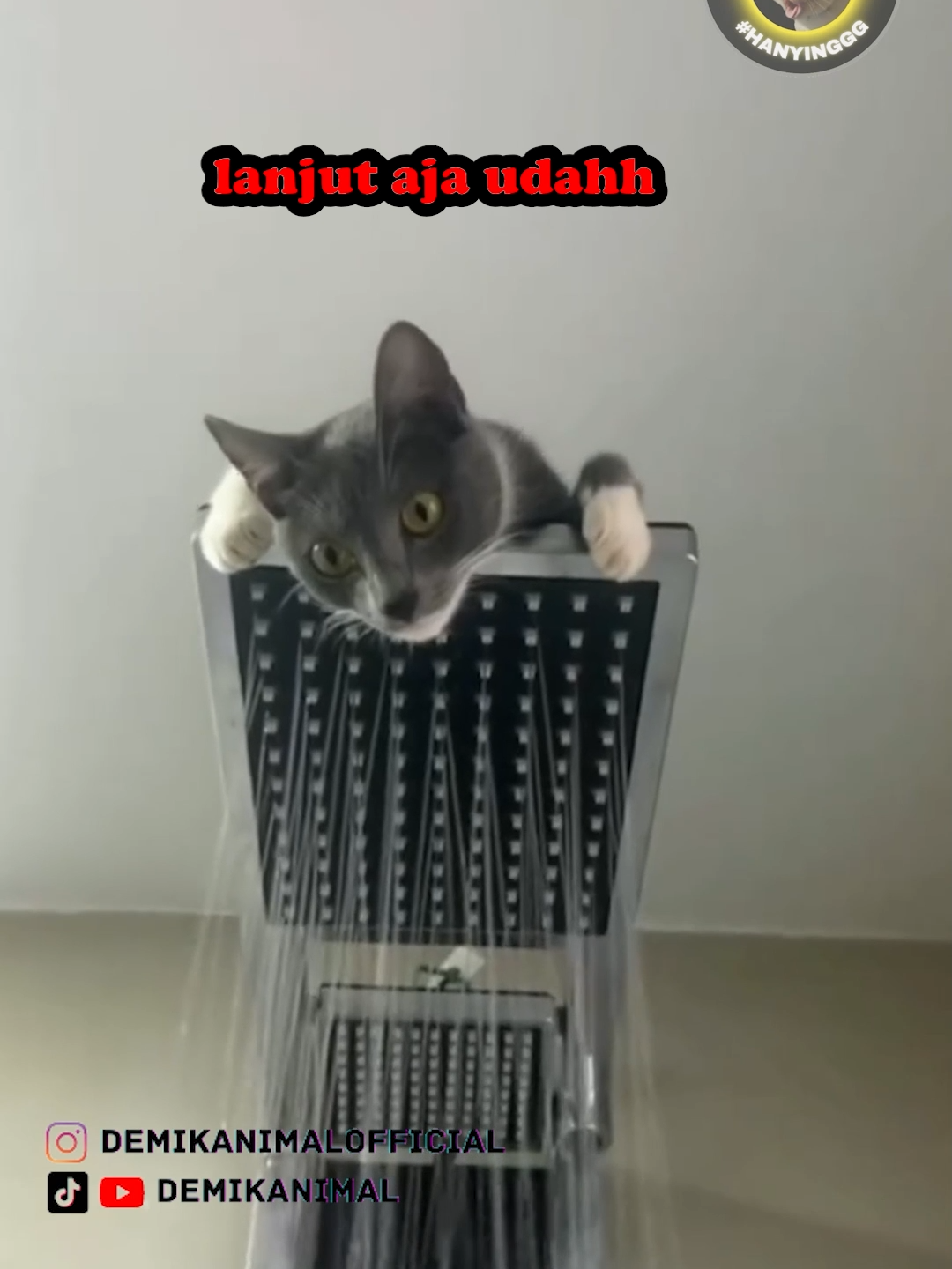 FOKUS #fyp #foryou #foryoupage #foryourpage #dubbing #dubbinglucu #dubbinghewan #dubbingbinatang #demikanimal #demikanimalofficial #dubbingkucing #kucinglucu #kucing