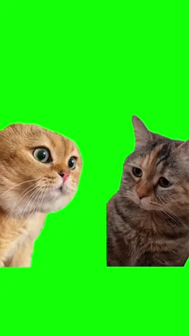 Green Screen Talking Cats Meme #greenscreen #greenscreenvideo #cat #catmeme #catmemes