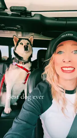 Dog appreciation post 🫶🏻#creatorsearchinsights #dogappreciation #husky #huskysoftiktok #siberianhusky 
