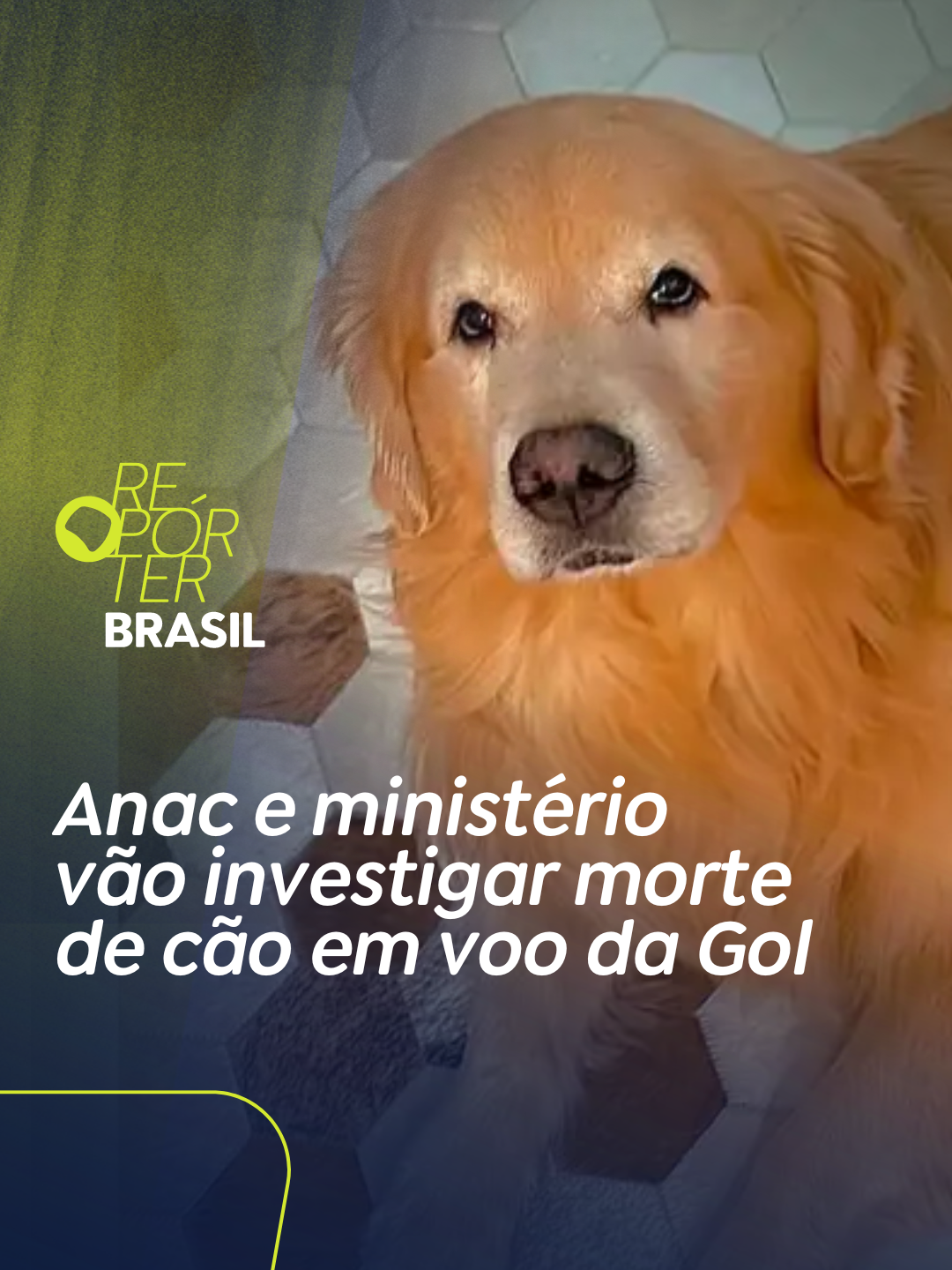 A Agência Nacional de Aviação Civil (Anac) e o Ministério de Portos e Aeroportos informaram nesta quarta-feira, 24/04, que foi instaurado um processo administrativo para apurar a morte de um cão durante o voo da empresa Gol.  Em nota conjunta, a agência e o ministério informaram que já solicitaram à Gol os “detalhes sobre as condições de transporte do animal, o seu envio para localidade diversa da contratada e as condições para a prestação desse tipo de serviço”. Em nota, a Gol reconheceu que houve uma falha operacional que fez com que o cachorro fosse levado no avião errado, mas disse que o bicho foi acomodado para retornar em segurança a São Paulo e que a morte surpreendeu. A companhia suspendeu por 30 dias o transporte de cães e gatos no porão da aeronave. #RepórterBrasil #TikTokNotícias #fy