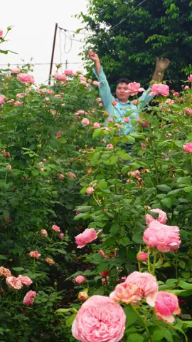 Hôm nay mình đi cắt cành chiết #chuẩngarden #chămsochoahong #hoahong #cànhchiethoahong 