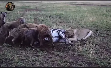 Lions 🦁 and Hyena eat zebra 🦓 #viral #video #hyena  #fypシ゚viral #fyp #grow #foryou #foryou #foryoupage #lion #zebra 