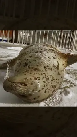 Hiyori seal slapping belly! Cute! #cute #animals #wildanimail #fyp #tiktokusa