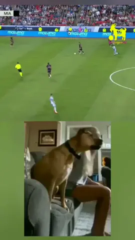 I need a dog like this to watch football lol #football #Soccer #viral #fyp 