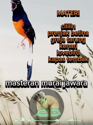 paling pas buat masteran murai batu jawara kalian #mburung #masteranburung #muraibatu #muraibatuindonesia #muraibatumedan #muraibatumania #muraibatuekorpanjang #muraibatugacor #fyp #fypシ 