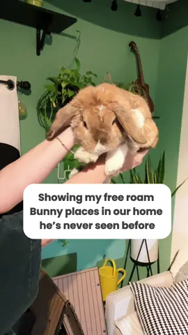 Sonny bun 💛🧡🤎 