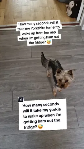 Less than 10 seconds 🤣🤣🤣🤣 What food gets your doggo up faster than the speed of light? 😅 #yorkieterriertiktok #yorkieterriers #yorkshireterrier #yorkiemummy #yorkiemom #yorkiesofficial #yorkielover #yorkiesoftiktok #yorkiemum #yorkiemommy #yorkshireterriers 