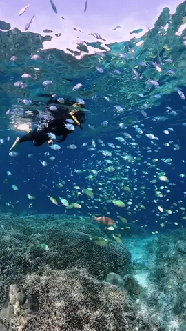 Kak @Chilfa Isniar with cute little fish. #snorkeling #snorkelingtrip #ocean #oceanlife #underwater #underwaterworld #underwatertiktok #sea #sealover #laut #giliislands #gilitrawangan #gilimeno #giliair #lombok #lombokisland #wonderfullombok #explorelombok #lomboktiktok #lombokviral #bali #indonesia #wonderfulindonesia #pesonaindonesia #exploreindonesia #indotiktok #asiantiktok #gopro #goprohero9 #jalanjalan #healing #tiktok #viral #fyp 