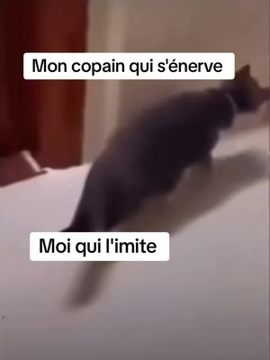 #pourtoi #foryou #amour #couple #Love #cat #catmeme #humour #drole #mdr 