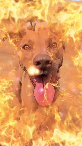 She’s a work of art! And trouble. ;) But we love little miss Brandy! #rescuedogsoftiktok #artwork #adoptdontshop #fypツ 