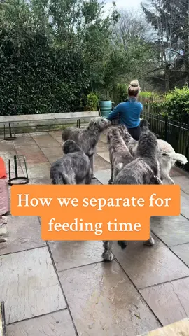 How we seperate them for feeding time! It is so much easier this way because everyone is different sizes, they eat different portions at different speeds, and they all have different personalities and food requirements! If they were all together it would just be chaotic #dogs #dogsoftiktok #feedingtime #petsitting 