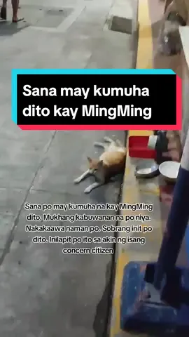 Mapansin sana to ng mga Rescuers, Lord 🙏. Inilapit po ito sa akin ng isa sa mga followers ko po. Baka meron daw pong gustong mag ampon kay MingMing. Malinis po siya. Dumating daw po sa kanila buntis na. Nagwo worry po si Mam Magda baka daw po maipit ng sasakyan. Palagi daw pong namumuntikang maipit ng mga sasakyan. Hindi daw po kasi umaalis sa ilalim ng sasakyan kahit umaandar na. May mga nagpa park po kasi diyan. Inaalis na lang daw po ni Mam Magda kapag may sasakyan. Minsan daw iniiyakan pa niya yan kasi po hindi daw niya maiwan. Hindi naman daw po niya maipasok sa bahay kasi room lang nire rent niya at nasa 20 na daw po mga pusa niya. Nire reklamo na daw siya ng mga katabing bahay. Iyang lugar po nila ay daanan ng mga sasakyan at si MingMing ay ginawa niya ng bahay yang sidewalk. Talagamg masasagasaan siya diyan kung hindi po sa pagbabantay ni Mam. Kaya kung gusto po ninyong i adopt message ninyo lang po ako or baka meron po kayong kilala na wiling i adopt si mingMing. Mabait na pusa daw po siya malambing din daw po. Sa mag aadopt po sana yong may kakayanang i provide ang kailangan ni MingMing lalo na buntis po. Paki share or tag na lang po mga kilala ninyong makakatulong kay MingMing. Kabuwanan na daw po niya yata kasi sobrang laki na po ng tiyan at lagi na pong nakahiga. God bless po. Please help 🙏 Mam @leah.borbon @raniel_tiglao @raevinamantebonifacio @akfanimalrescue @animalrescuephilippines  #GoodDay #GoodMorning  #MagandangBuhay #Orange #Blue #Ginger #Cocoa #SaveMingMing #SaveStrays #reelsfacebook #MingMing #Pusa #PusangGala #Stray #Cat #Virals #Trending #StrayCat #FeedAStray #AdoptDontShop #BeKind #Everyone #Followers #Highlights #KindnessIsBetterThanRight #Furry #Friends  #SolitaireSiEnriquez